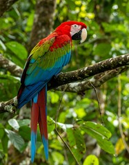 Vibrant parrot perched in lush rainforest