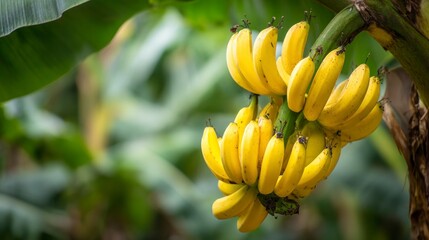 Bunch of bananas on tree