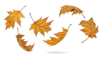 Brown and yellow platanus leaves falling mid-air, isolated on white, autumn seasonal design