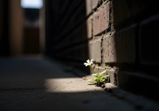 Tiny white flower blooms from a brick wall crack, bathed in sunlight &mdash; a symbol of quiet resilience.