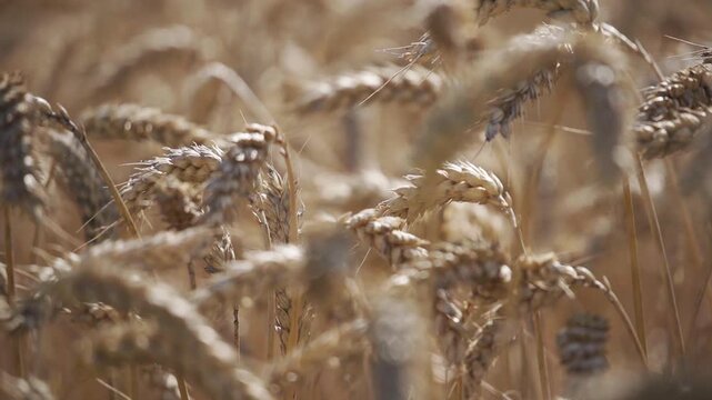 Golden wheat field in summer, ripened grains swaying in the wind, textured patterns of nature symbolizing harvest, agriculture, food, and rural landscape.