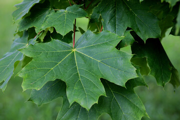 green maple leaf