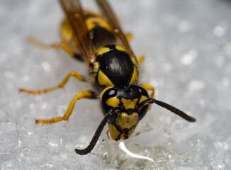 Macro photograph of a wasp close-up. Compound eyes, antennae, mandibles, and the distinctive black and yellow body pattern are clearly visible, emphasizing the insect’s predatory appearance.