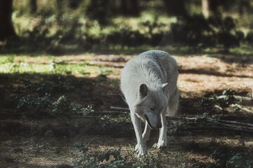 Polarwolf im Wald - Wild - Wildlife - Natur - Tier  - Schönheit - Hintergrund - Tierwelt - Heimat - Lebensraum 