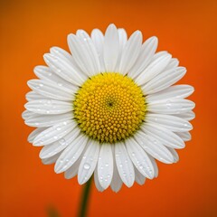 Naklejka premium Close up of a beautiful daisy flower on an orange colored background