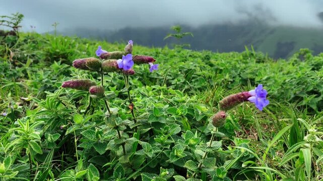 Strobilanthes kunthiana found in the forests of the Western Ghats in Karnataka
