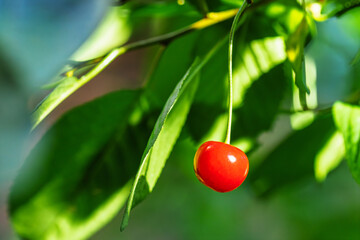 Bright red cherry hanging from a green leaf in a lush garden setting