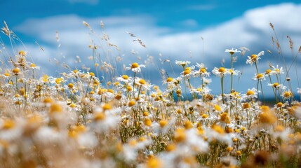 A vibrant daisy meadow blooms under a bright blue summer sky. Wildflowers with yellow centers and white petals create a picturesque, tranquil countryside scene.