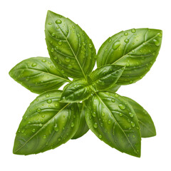 Fresh green basil leaves with water droplets on black background