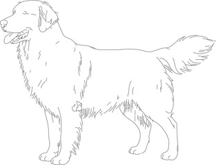 Detailed Lineart Golden Retriever Standing Side View Mammal Illustration