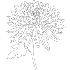 Minimalist Outline Style Detailed Chrysanthemum Flower Botanical Illustration Design