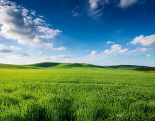 Naklejka premium green field and blue sky