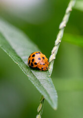 Joaninha da batata de 28 manchas (Henosepilachna vigintioctopunctata) ou besouro Hadda