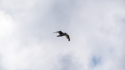 Eine fliegende Möwe am Himmel