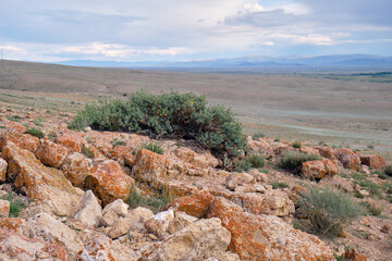 Typical rocky steppe Altai landscape with semi-desert vegetation.