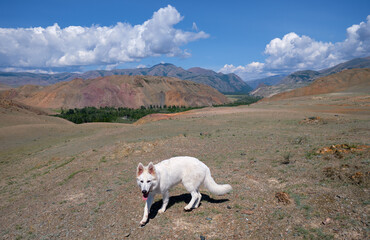 White Swiss Shepherd Dog or Berger Blanc Suisse walking in Altai highlands.