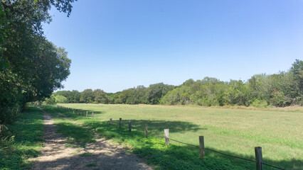 Peaceful Green Park under Blue Sky