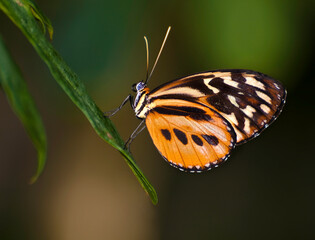 A colorful butterfly with orange and black wings rests on a green leaf in a lush tropical setting. Bright sunlight filters through the foliage.