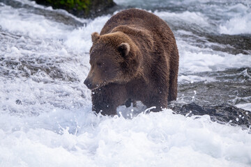 An Alaskan brown bear searching for salmon below Brooks Falls.