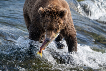 Alaskan brown bear with a salmon in its mouth in Katmai National Park, Alaska