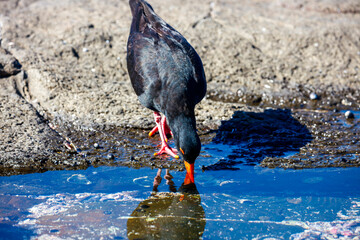 Photograph of a Sooty Oystercatcher bird searching for food amongst rocks and water along a rocky coastline in the Illawarra region on the south coast of NSW, Australia.