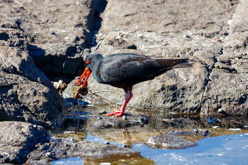 Photograph of a Sooty Oystercatcher bird searching for food amongst rocks and water along a rocky coastline in the Illawarra region on the south coast of NSW, Australia.