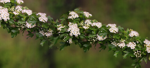 A branch of exuberantly blooming hawthorn after a spring rain...