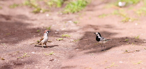 A meeting of a sparrow and a wagtail, but everyone is busy with their own business and does not pay attention to each other...