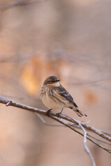 Warbler looking away