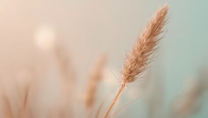 Soft pastel gradient background with dried grass in sunlight  