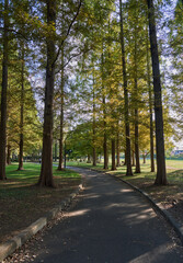 Sunlit Park Path Through Tall Autumn Trees