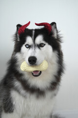 A dog, wooly coated blue eyes Siberian Husky dressed in a witch costume with horn headband for Halloween is sitting, and holds a pumpkin-shaped bucket in his teeth, Trick or Treat and got a peanut.