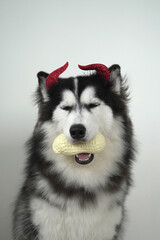 A dog, wooly coated blue eyes Siberian Husky dressed in a witch costume with horn headband for Halloween is sitting, and holds a pumpkin-shaped bucket in his teeth, Trick or Treat and got a peanut.