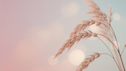 Dried grass on soft pastel gradient background with bokeh effect  