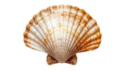 Detailed close-up of a beautiful seashell, white and brown, isolated