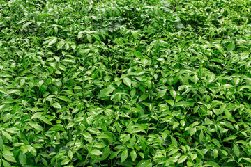 The nature of small trees and green leaves in the park