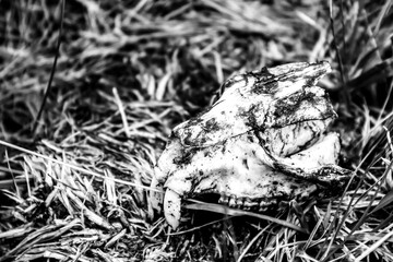 Rock Hyrax skull, in black and white, in the Alpine Grassland of the Drakensberg Mountains,
