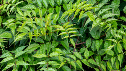Fresh green leaves background