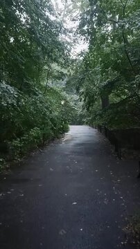 Rainy Path Through Green Forest Trees in the Park, 4K ASMR, Portrait