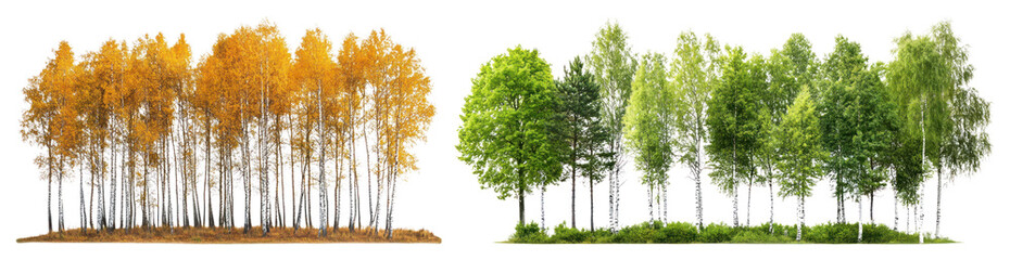 Fototapeta premium PNG Autumn and summer trees contrast, element set on transparent background