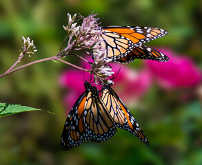 Three beautiful monarch butterflies are perched on delicate flowers in a vibrant garden. The scene captures the essence of nature and the beauty of these creatures in a sunny setting.