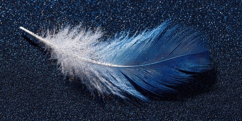 Elegant Blue and White Feather on Dark Glittery Background