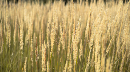 Abstract natural background of soft plants Cortaderia selloana. Pampas grass on a blurry bokeh, Dry reeds boho style. Fluffy stems of tall grass in autumn. Web banner
