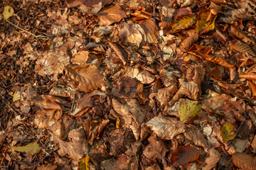 Close-up of forest floor covered with dry autumn leaves, showing natural texture, woodland ground detail, and seasonal foliage background