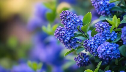Lush Purple Blooms Of Californian Lilac: Ceanothus Thyrsiflorus Blue Flowers Adorning The Garden With Ample Copy Space Available.