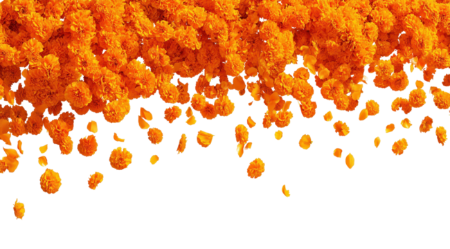 Petal Cascade: An explosion of vibrant orange petals floats and drifts downwards, presenting a dynamic and colorful display of natural beauty, capturing an essence of both elegance and cheerfulness.