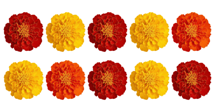 Floral Array: An eye-level shot presents a vibrant selection of marigold blossoms, arranged in a neat grid that showcases their rich hues and intricate petal detail.