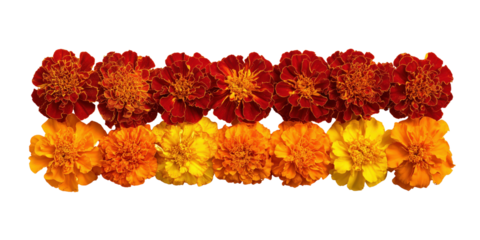 Vibrant Marigold Garland: A close-up shot of a stunning garland featuring bright, colorful marigold flowers arranged in a neat row, ideal for adding a touch of vibrancy to any design.