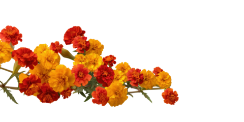Marigold Blossoms: A vibrant assortment of marigold flowers, their fiery orange and red petals create a burst of color.