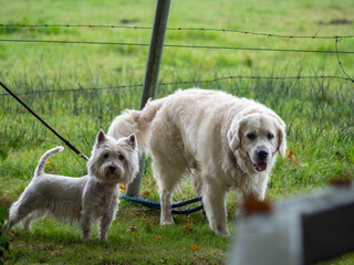A pair of attentive dogs, a fluffy Westie and a Golden Retriever, standing side-by-side in a grassy, fenced field.